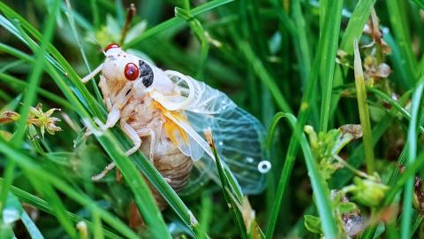 cicadabuginsectap_hdv.jpg