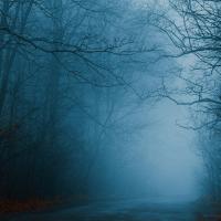 dark and foggy woods with a foreboding feeling