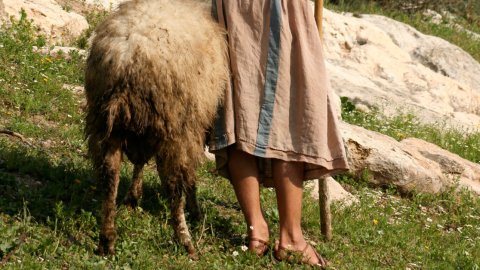 a shepherd on a hillside