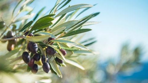 olive-tree-branch-1200.png