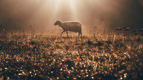 sheep-pasture-sunray-1200.png