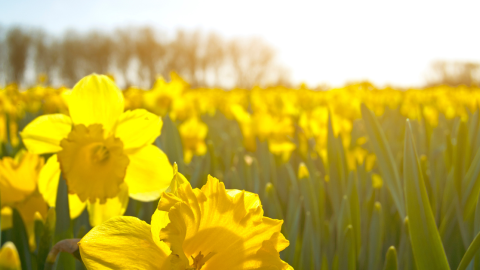 springtime-yellow-flowers-1200.png