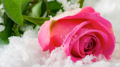 Pink Rose in Snow